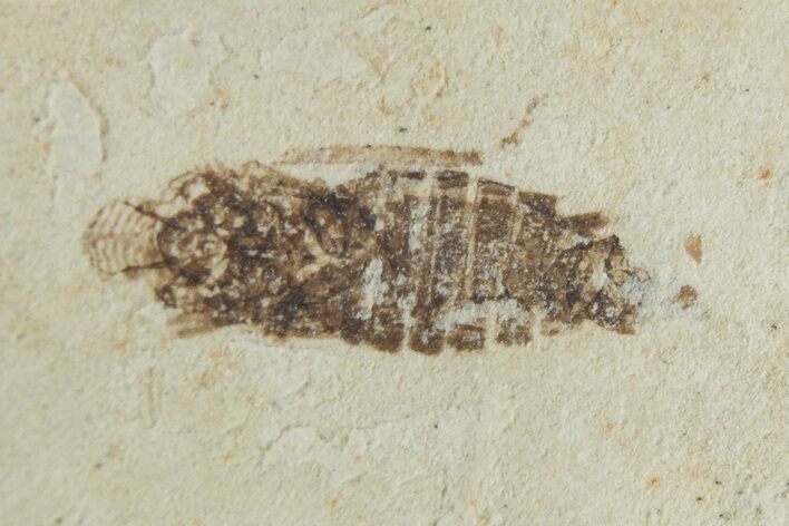 Detailed Fossil Leafhopper (Homoptera) - France #267665